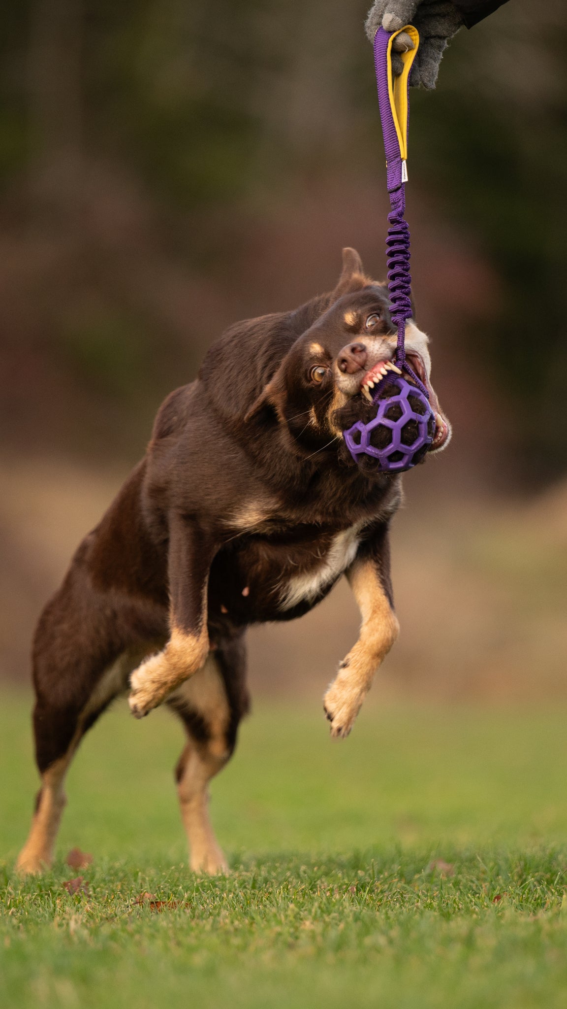 Zayma JW Pet Hol-EE Roller bungee med fårpäls